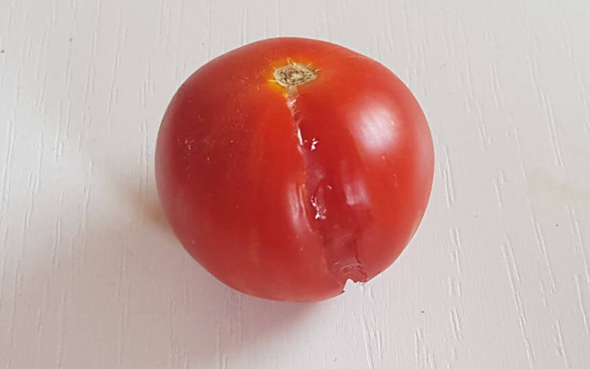 Es gibt viele Gründe warum Tomaten aufplatzen