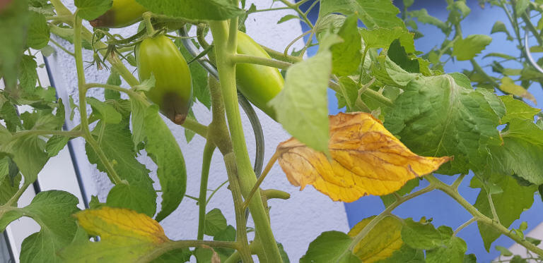 Blütenendfäule Blätter einer Tomate