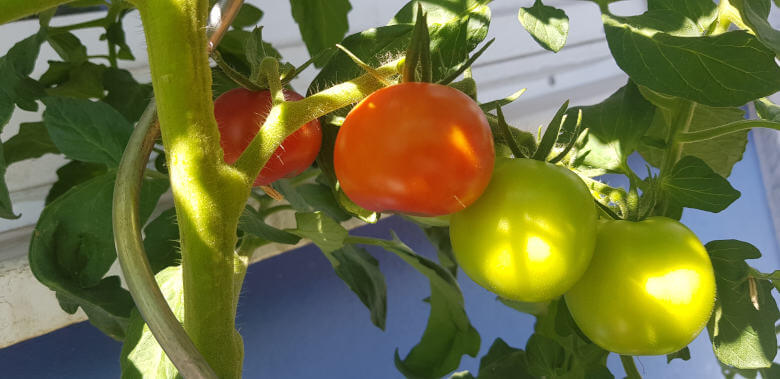 Heranreifende Harzfeuer Tomatenpflanzen