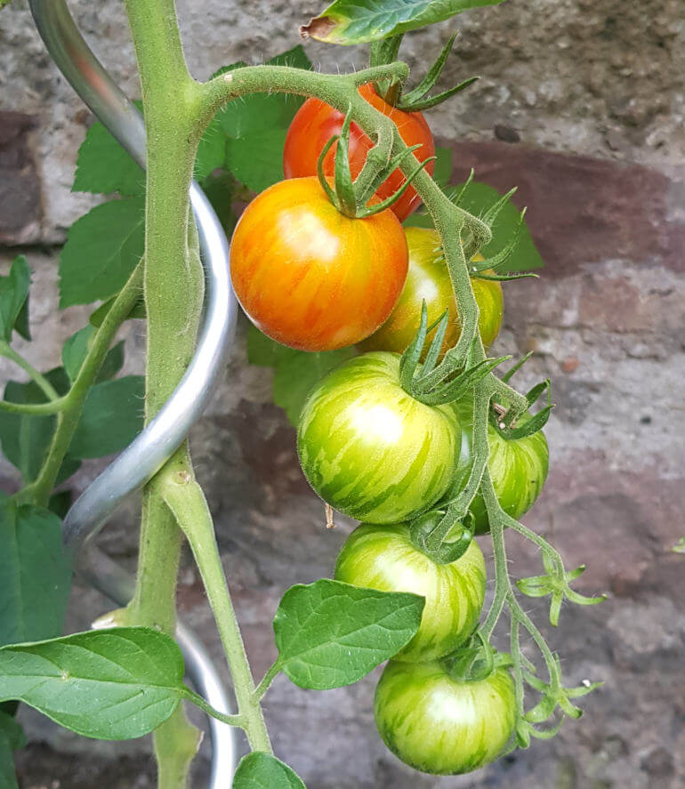 Heranreifende Tigerella Tomaten