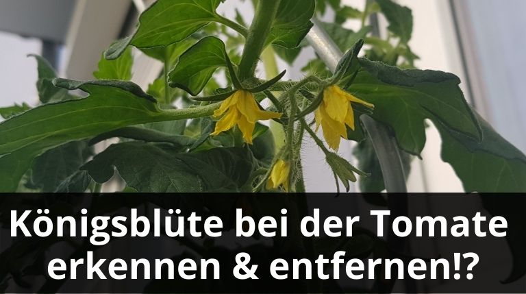 Königsblüte bei der Tomate erkennen und entfernen