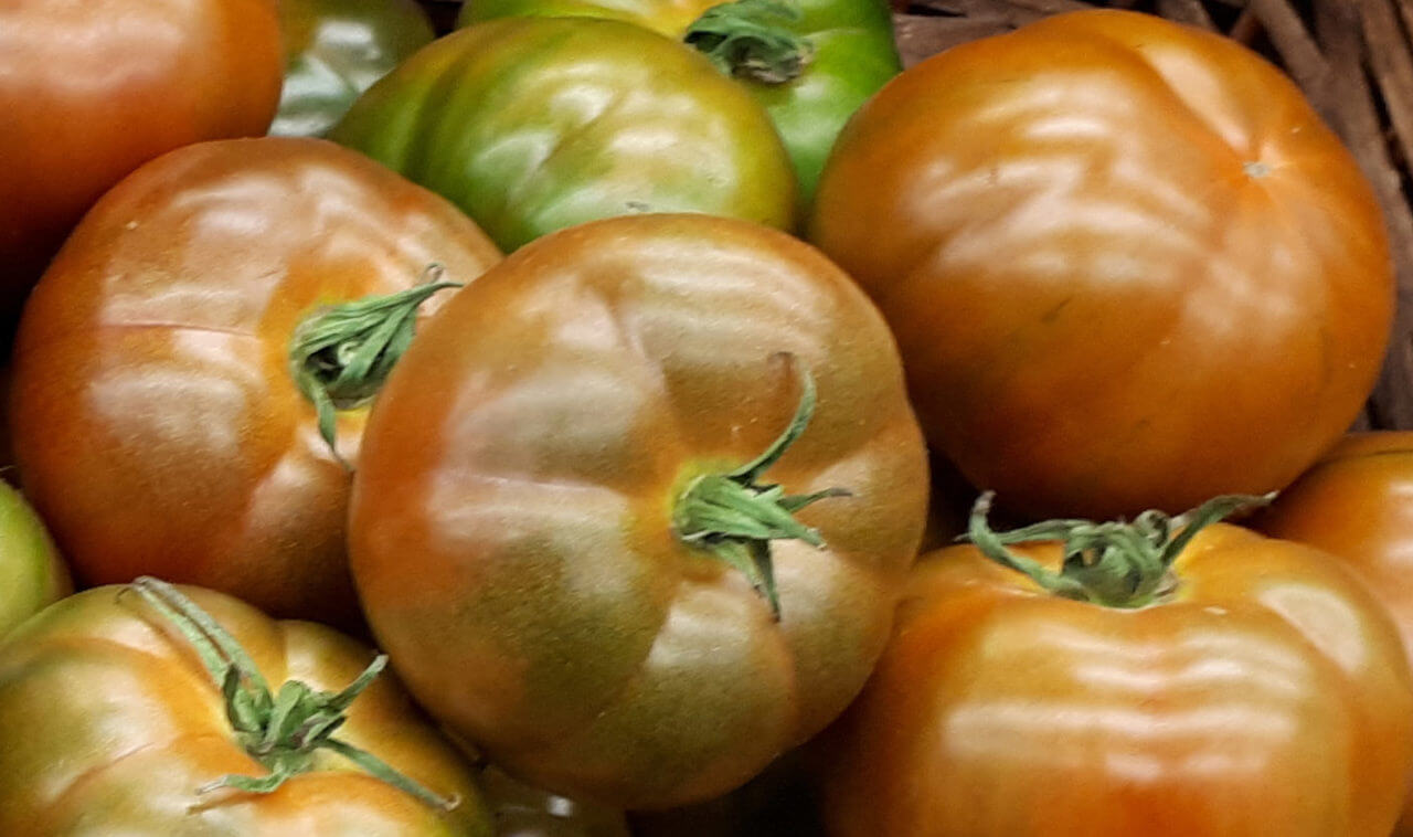 RAF Tomaten in den unterschiedlichen Farben