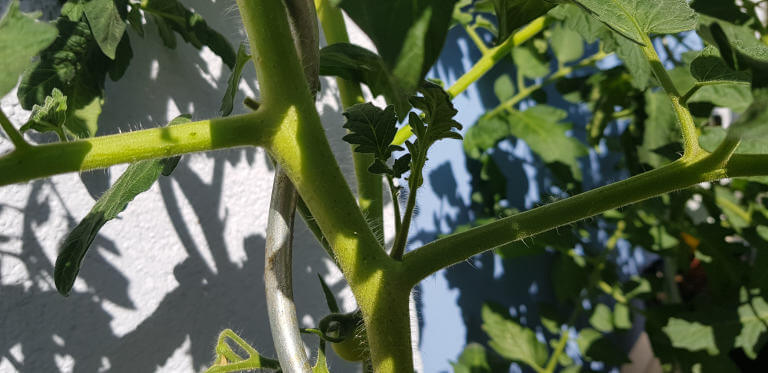 Geiztrieb einer Tomate der entfernt werden sollte