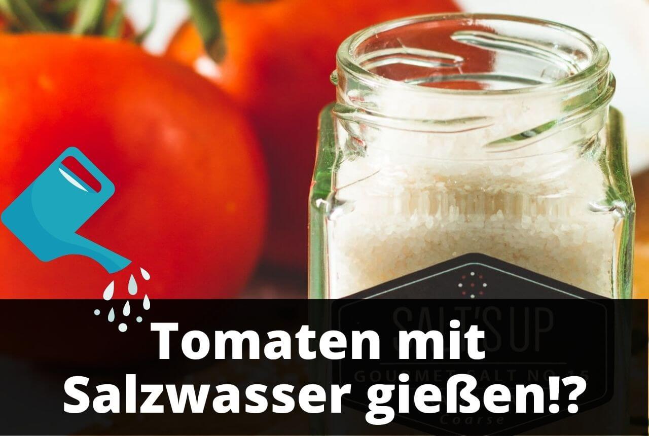 Tomaten mit Salzwasser gießen - Erfahrungen und Tipps