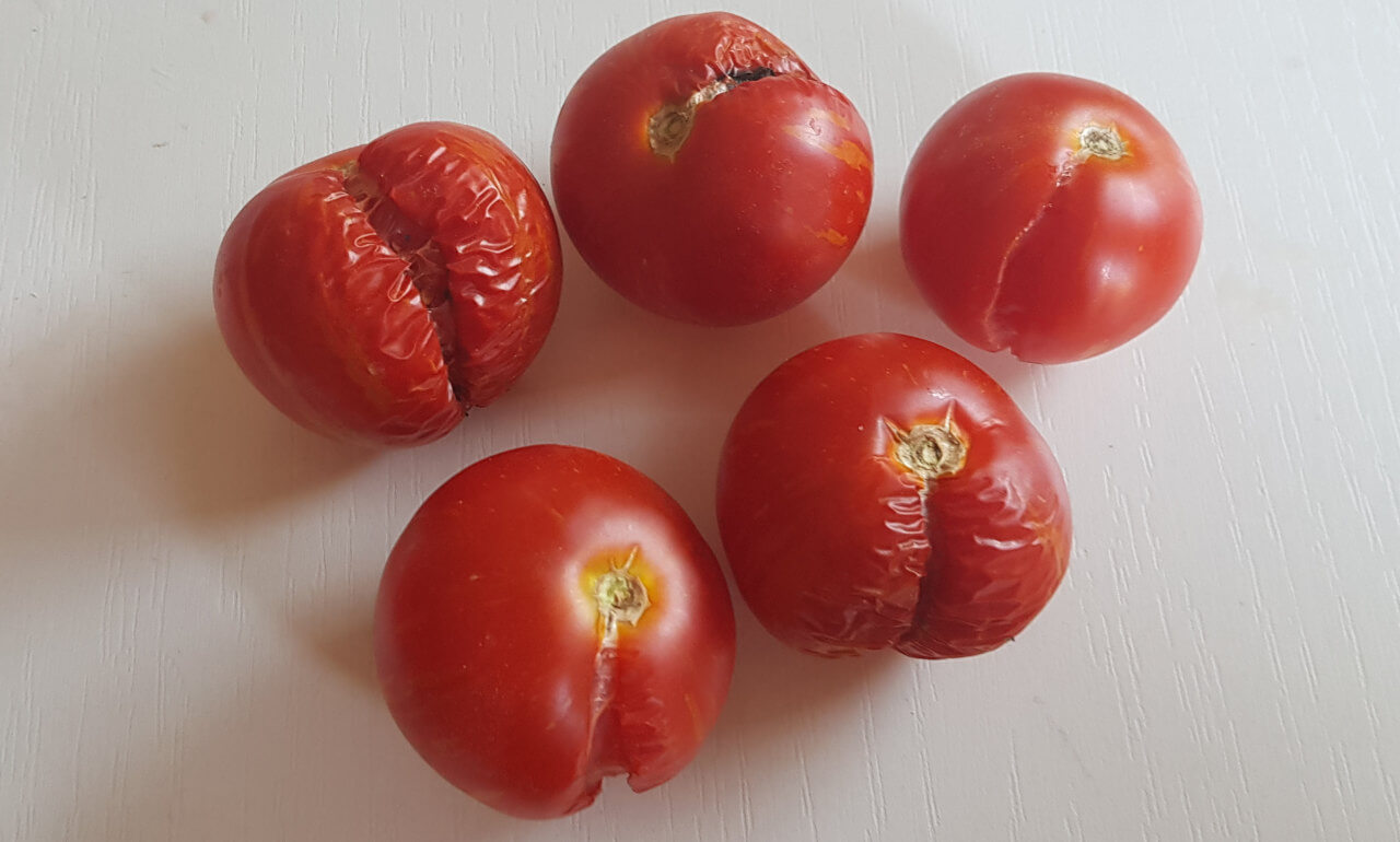 Aufgeplatze Tomaten sind meist kein schöner Anblick