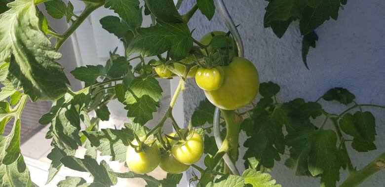 Noch unfreife Harzfeuer Tomaten